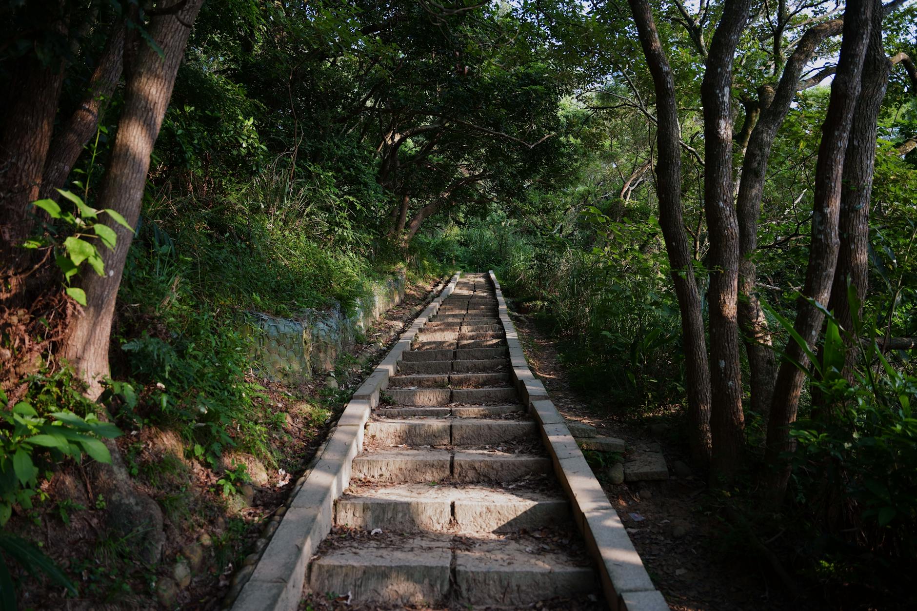 Kamienny szlak wśród gęstego, zielonego lasu latem