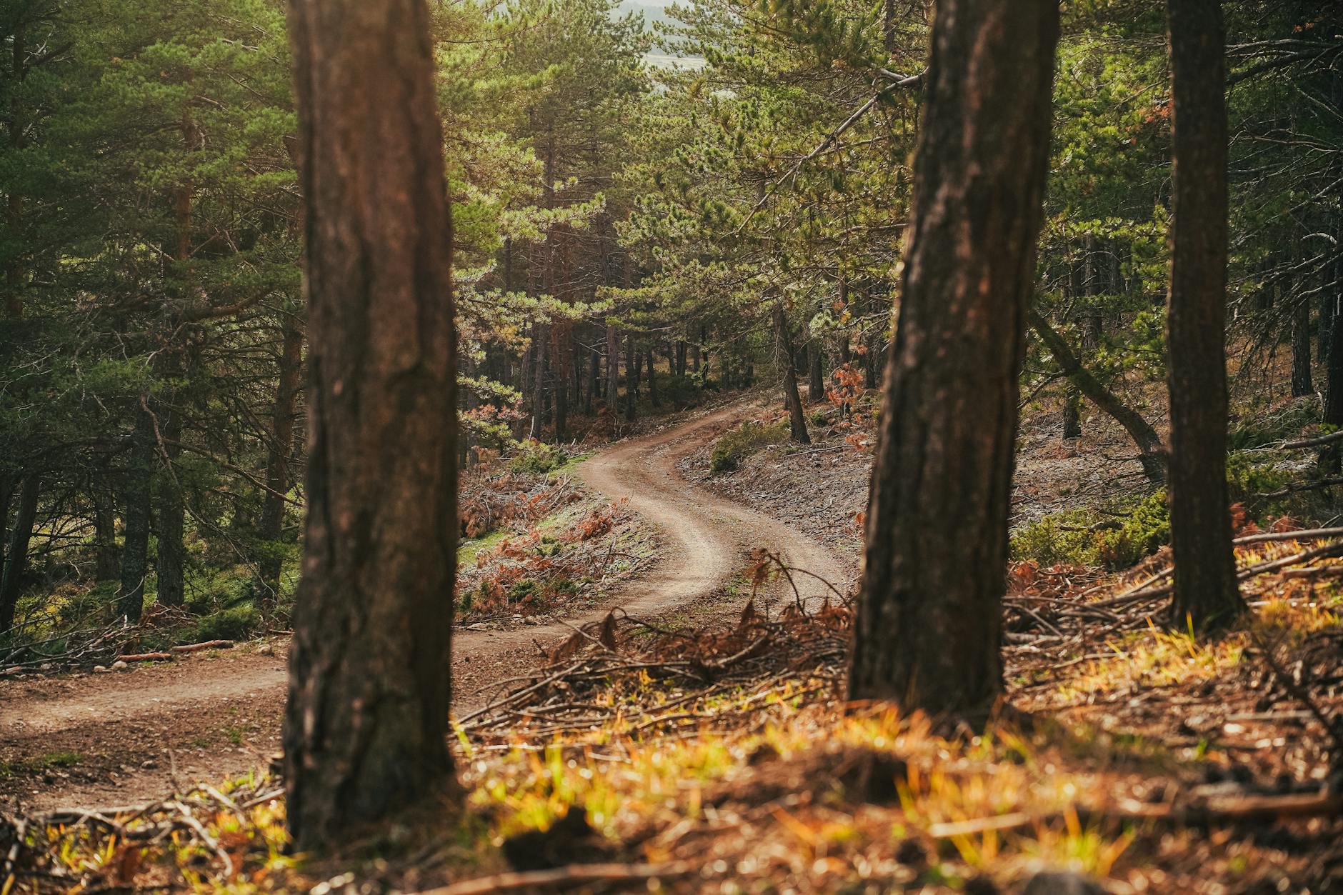 Leśna ścieżka spacerowa na Polesiu Lubelskim w słońcu między drzewami