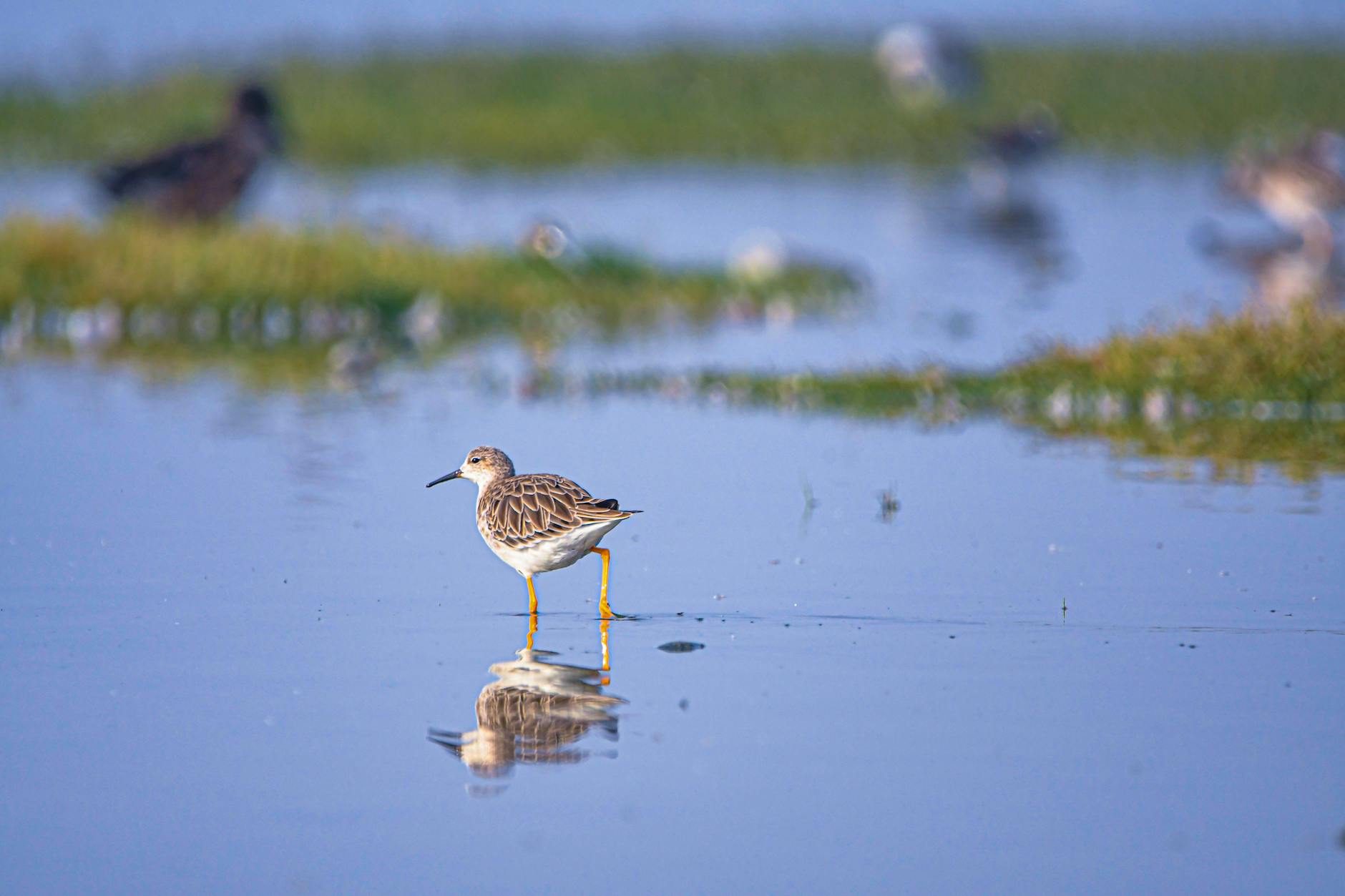 Samotny brodziec spaceruje po spokojnych wodach podmokłej łąki