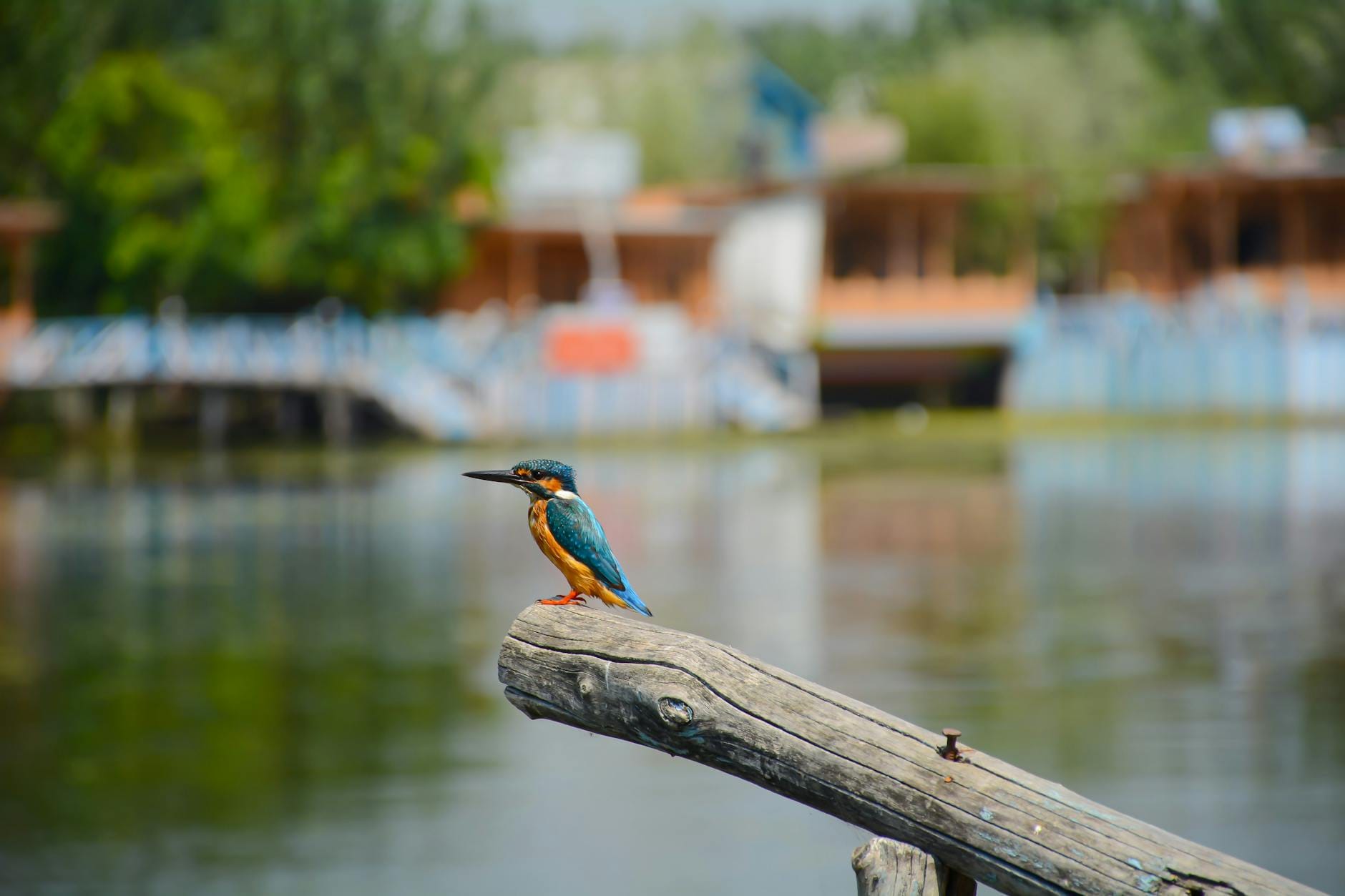Zimorodek na gałęzi nad spokojnym stawem wśród poleskiej przyrody