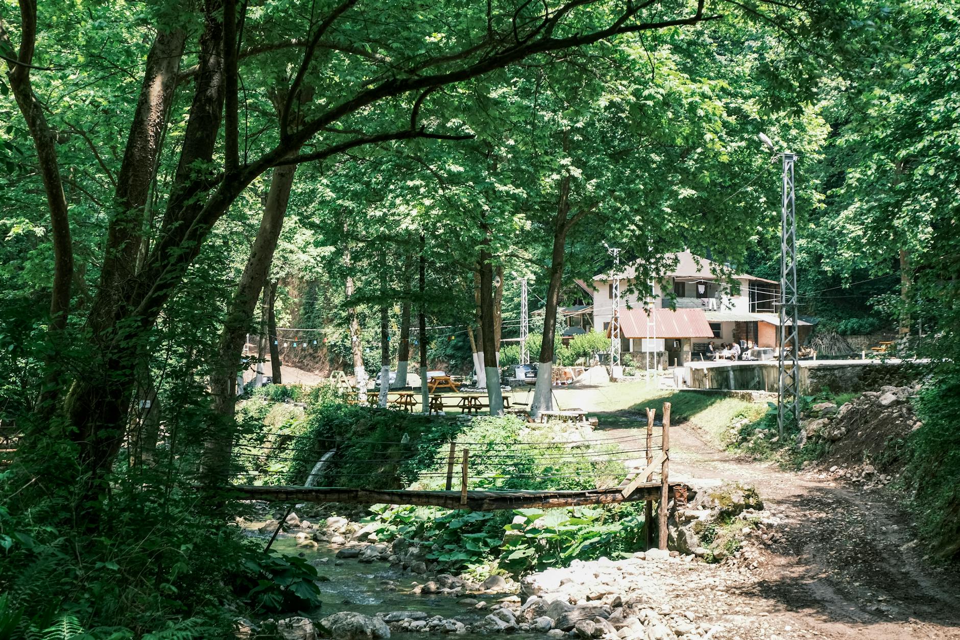 Drewniany mostek w zielonym lesie skąpanym w letnim słońcu