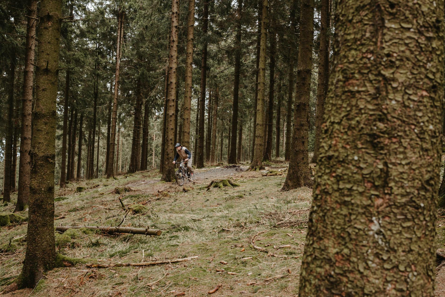 Kolarz górski na leśnym szlaku w sosnowym lesie na Polesiu